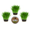 Cat Grass Kits x3 and Extra Strong Catnip x1 By