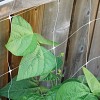 HK Gardening TRELLIS NETTING 5'x100' Plastic Plant Support Garden