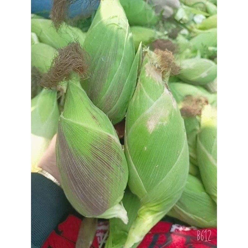 25+ Seeds Bap NEP nu SUA Seeds Rare find Asian