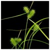 Everwilde Farms - 400 Sallow Sedge Native Grass Seeds -