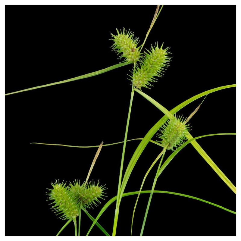 Everwilde Farms - 400 Sallow Sedge Native Grass Seeds -