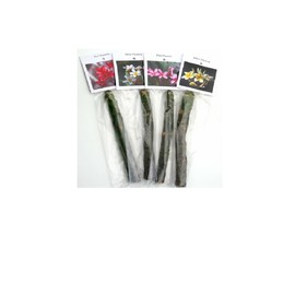 Hawaiian Frangipani Plumeria Plant Cuttings 4Pk H5