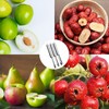 3 pieces, apple corer, fruit corer, apple corer remover, apple