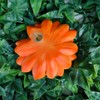 Vivid Arts - Hanging Orange African Daisy/Bee - HGF-024