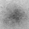 GLOREX 6 8651 009 - Polvere di Velluto, 11 g,