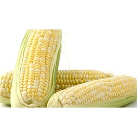 "Peaches and Cream" Hybrid Bicolor Sweet Corn Seeds, 25+ Premium Heirloom Seeds, Incredible Flavor, Hot Price! (Isla's Garden Seeds), Non GMO Seeds, 85% Germination, Highest Quality Seeds, 100% Pure