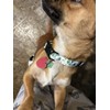 Adjustable Soft Polyester Dog Collar: Featuring a Cute and Adorable