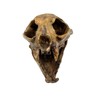 Aztec Death Whistle - Apex Predator
