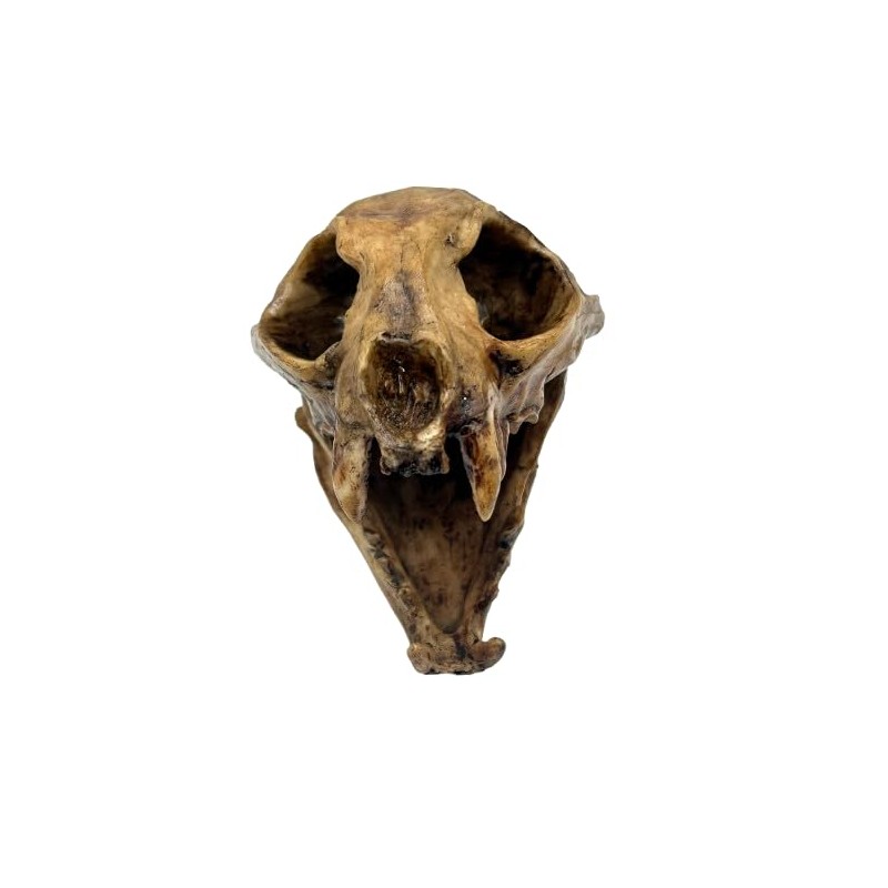 Aztec Death Whistle - Apex Predator