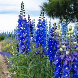 Green River Tropics 50 Delphinium Seeds Perennial Flower Seed Flowers Perennial " Bright Blue"