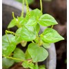 4000 Crab Claw Peperomia Seeds Vietnam Rau Cang Cua Vegetable