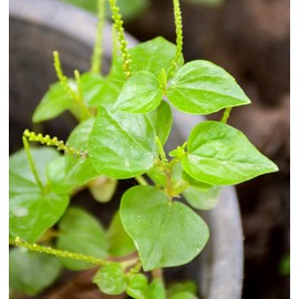 4000 Crab Claw Peperomia Seeds Vietnam Rau Cang Cua Vegetable Seeds for Planting