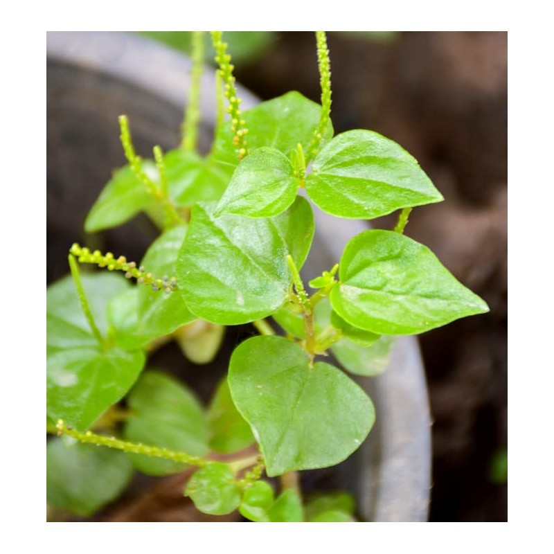 4000 Crab Claw Peperomia Seeds Vietnam Rau Cang Cua Vegetable