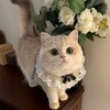 TCYYNEK Cat Collar, Dog Collar, Ribbon, Cute Collar, Cat Shape,