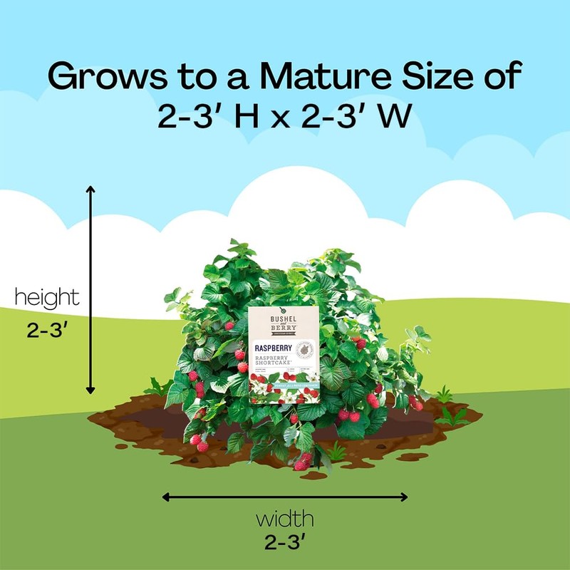 Bushel & Berry 2 Gal. Raspberry Shortcake Raspberry Shrub