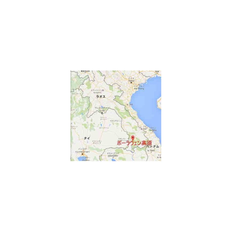 Laos Arabica G1 (250g) (Beans)