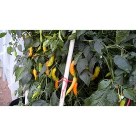 Aji Golden Pepper 10+ Seeds