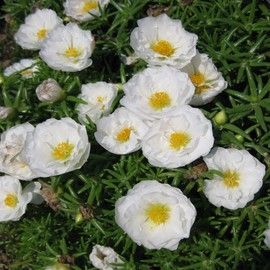 Outsidepride Moss Rose White - 5000 Seeds