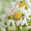 Generic Natchez Crape Myrtle, Exfoliating Bark, Pure White Flowering, Hardy,