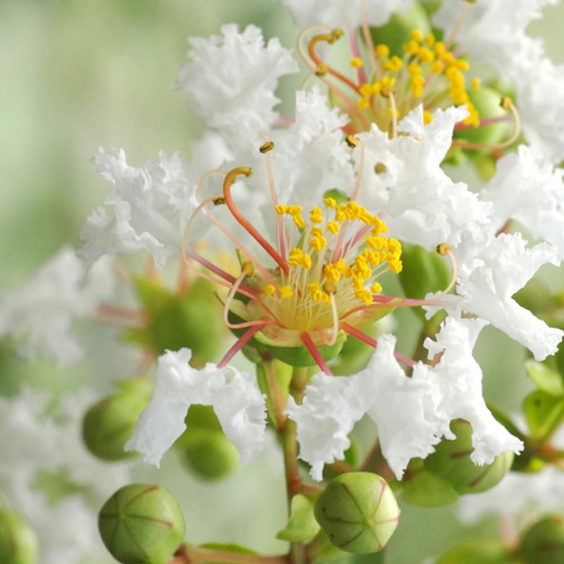 Generic Natchez Crape Myrtle, Exfoliating Bark, Pure White Flowering, Hardy,