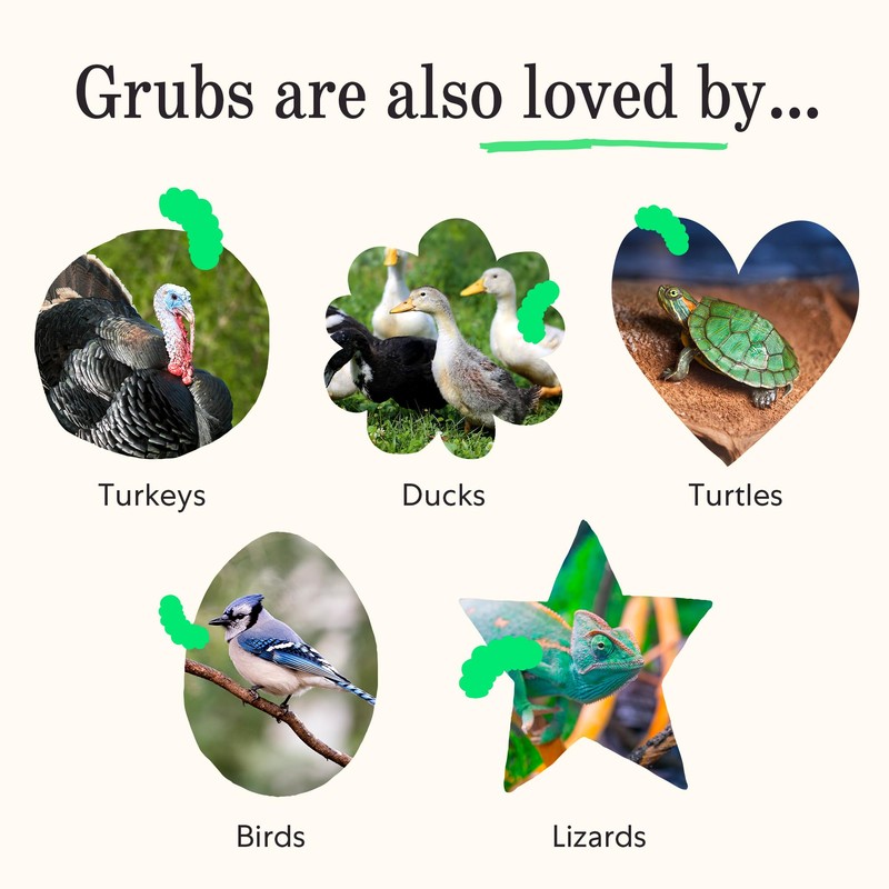 Grubblies - Black Soldier Fly Larvae for Chickens - Chicken