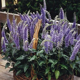 Blue Bouquet Veronica Seeds 0.25 Oz – Veronica spicata – Perennial, Non-GMO – First-Year Blooms, 12–15" Lavender Spikes – Drought Tolerant – Ideal for Borders & Bouquets – Zones 5–8