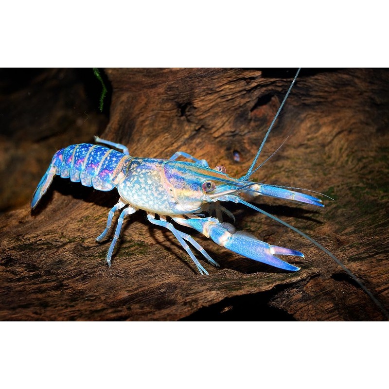 Supreme Freshwater Aquatic Snail Food Mix with Calcium,Bug Sticks,Krill,Spirulina &