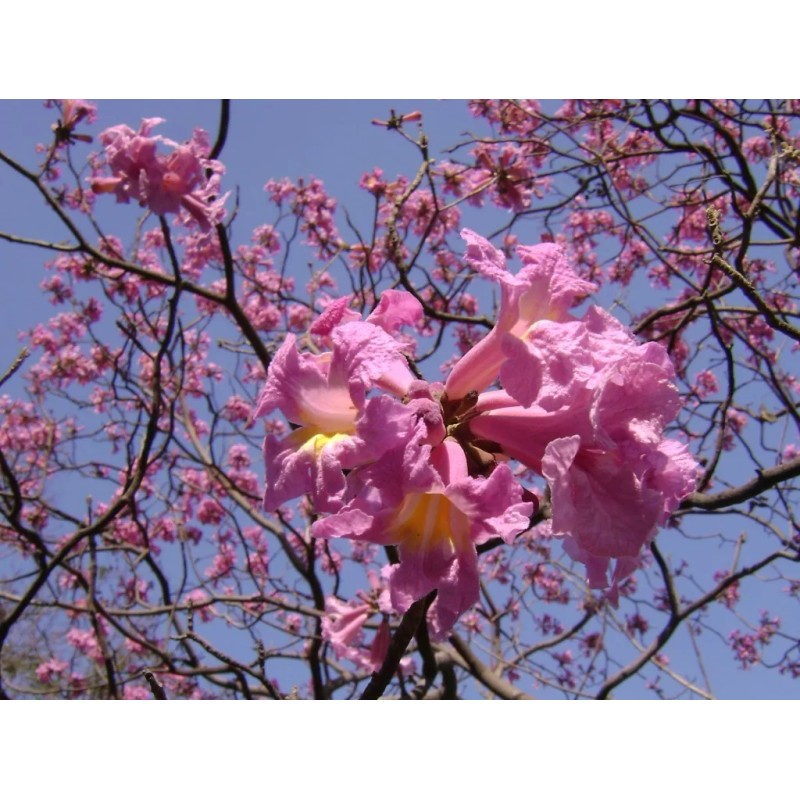 Hortaflor 40 Semillas Roble Rosado Tabebuia Selección Árbol Exótico