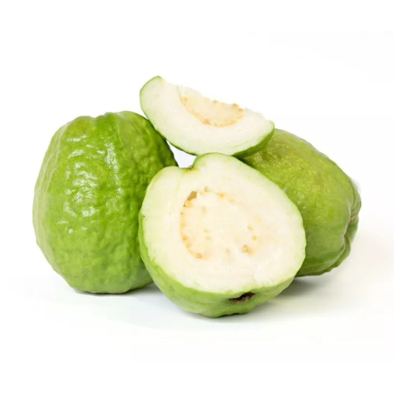 Guava Tree With Pot 10”Tropical Live Plant White Guava Fruit