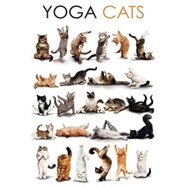 Schatzmix Yoga Cats Metal Sign Wall Decoration 20 x 30 cm Tin Sign Tin Sign Tin Sign Multi-Coloured