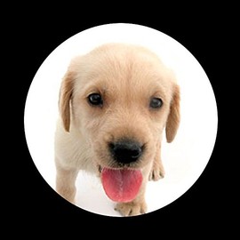 HD Puppy Dog Golf Ball Marker Yellow Lab