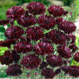 Outsidepride 2000 Seeds Purple Cornflower Bachelor's Button Garden Flower Seeds for Planting