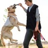 ULTECHNOVO Pet Owner Training Vest Dog Handler Training Vest, Dog