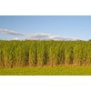 1,000 Switchgrass Seeds for Planting - Fast Growing Prairie Grass