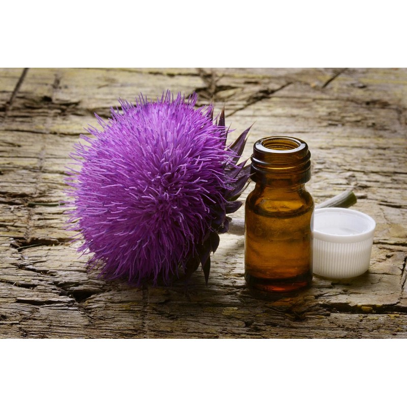 SAFLAX - Medicinal Plants - Milk Thistle - 75 Seeds
