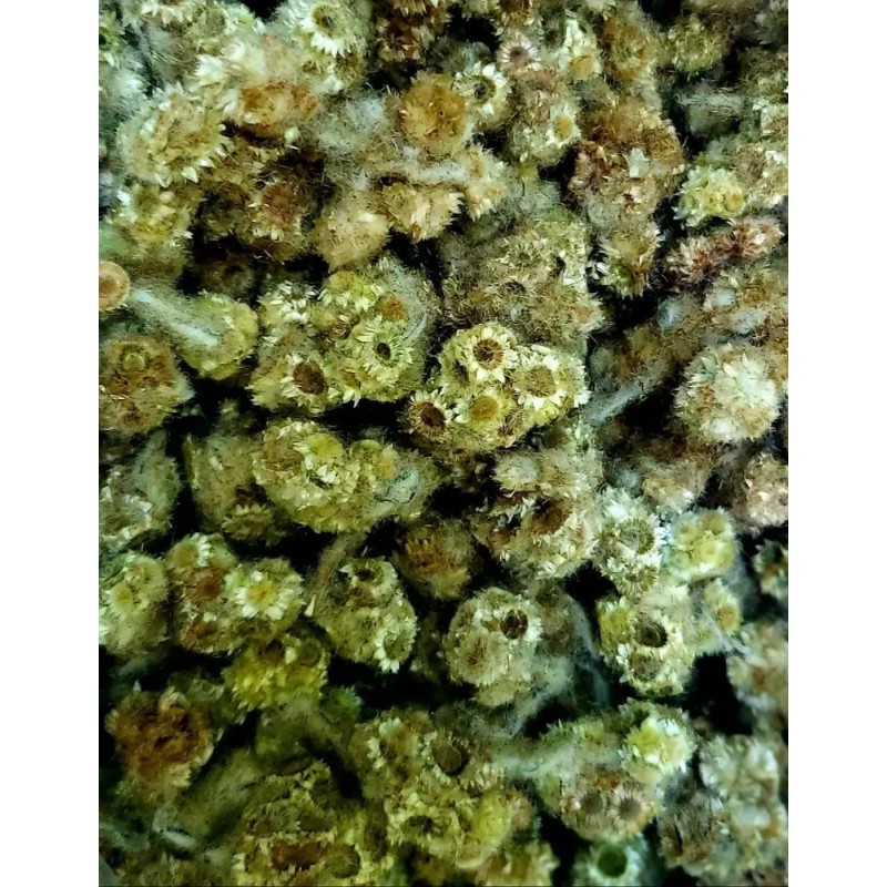 Gordolobo Flor, Té Orgánico, Caja Miel, Pack 3, 225 Gr