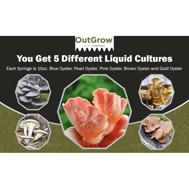 Oyster Mushroom Liquid Cultures 5-Pack