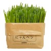 HARIO No-Mow Cat Grass Cultivation Kit nyanbeji Other Refill 2-Pack