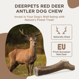 Deerpets Premium Red Deer Antler Dog Chew, 4-8 inch Naturally Shed Antlers for Dogs, Aggressive Chewers & Puppies, No Messy No Oder Healthy Treat, Splinter-Free Guarantee! - 1 Count (X-Large)…