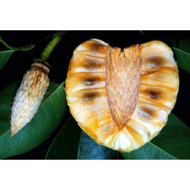 Dragon Garden's, Saipan 5 Pond Apple Tree Seeds (Annona glabra) Rare Tropical Alligator Apple Fruit Fast