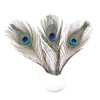 36 PCS Real Natural Peacock Eye Feathers 10-12 inch for