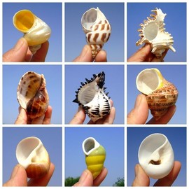 mozhixue 16pcs Hermit Crab Shells (8 Random Types) Medium Large Small Turbo Shells for Natural Hermit Crab House Decor Supplies, Conch Toy, Home Decor and Beach Decoration Opening Size 0.5" -2"