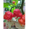 Carolina REAPER Super HOT Pepper Seeds Unique Creek Homestead Certified