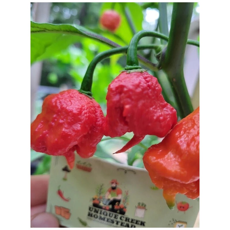 Carolina REAPER Super HOT Pepper Seeds Unique Creek Homestead Certified