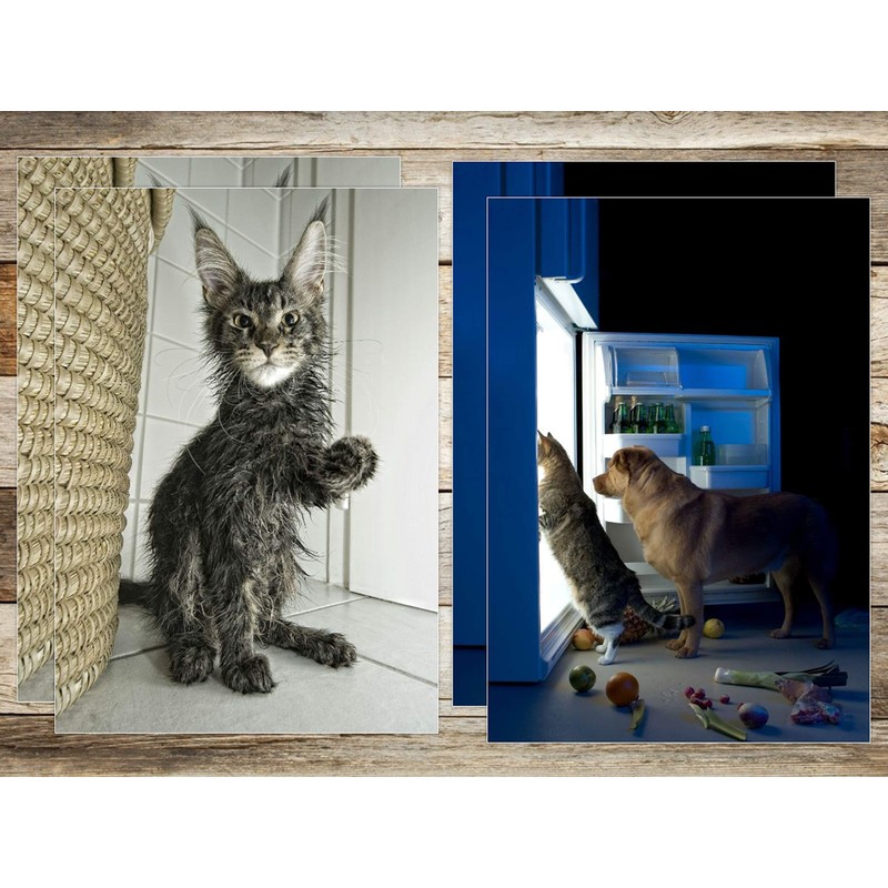 Edition Colibri Funny Animals VII Postcard Set with 8 Designs