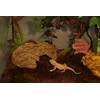 AQUA KT Reptile Natural Coconut Fiber Substrate Bedding Coco Coir