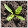Everwilde Farms - 1 Lb Sugar Beet Beet Seeds -