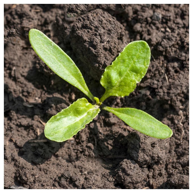 Everwilde Farms - 1 Lb Sugar Beet Beet Seeds -