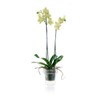 Teraplast Porto Vase with Holder for Orchids Diameter 14 cm