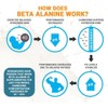 VITA PHARMA Beta Alanine 500mg 30 Capsules | Sports Nutrition